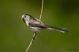 Long Tail Tit